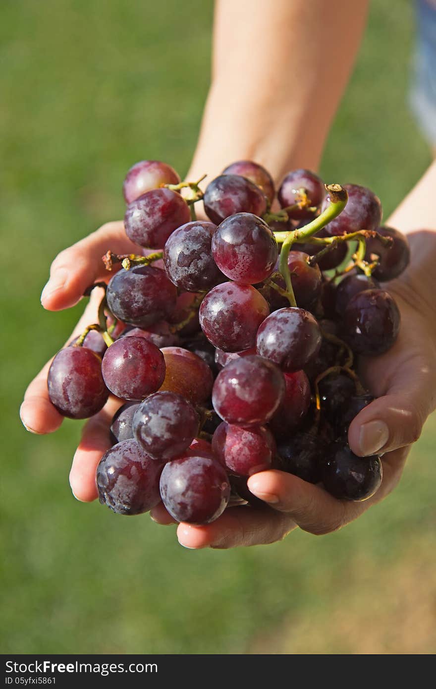 Woman's hand holding the hands of fresh red grapes. Woman's hand holding the hands of fresh red grapes.