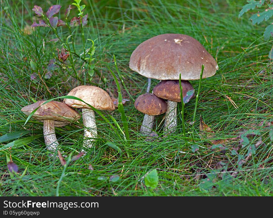 Five mushrooms hidden in the grass. Five mushrooms hidden in the grass