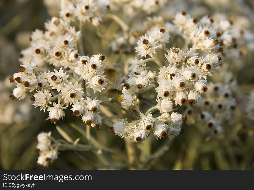 Achillea millefolium