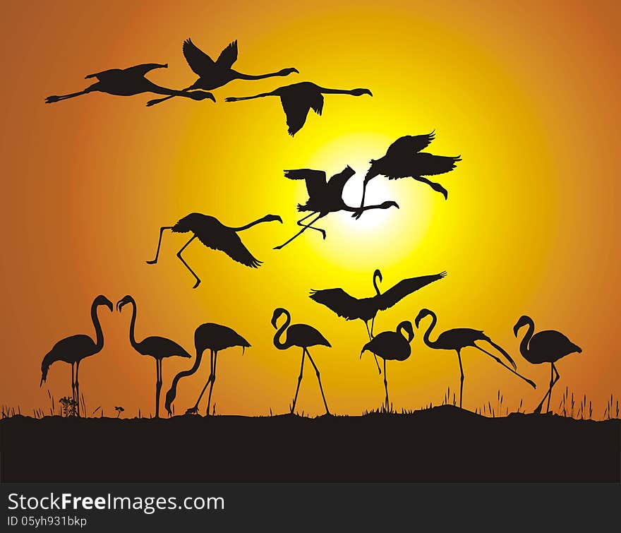 Flamingos and sunset