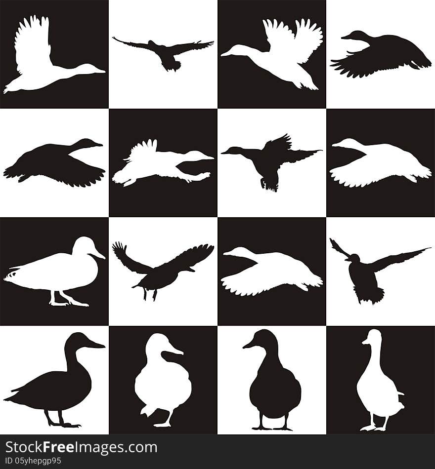 Black and white background with Mallards