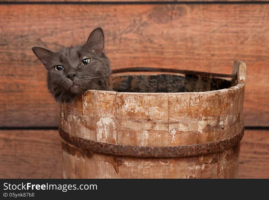 Studio shot of an unhappy, gray Nebelung cat in an antique, wooden well bucket. The Nebelung is a rare breed, similar to a Russian Blue, except with medium length, silky hair. Shot in the studio on a rustic wood background. Studio shot of an unhappy, gray Nebelung cat in an antique, wooden well bucket. The Nebelung is a rare breed, similar to a Russian Blue, except with medium length, silky hair. Shot in the studio on a rustic wood background.