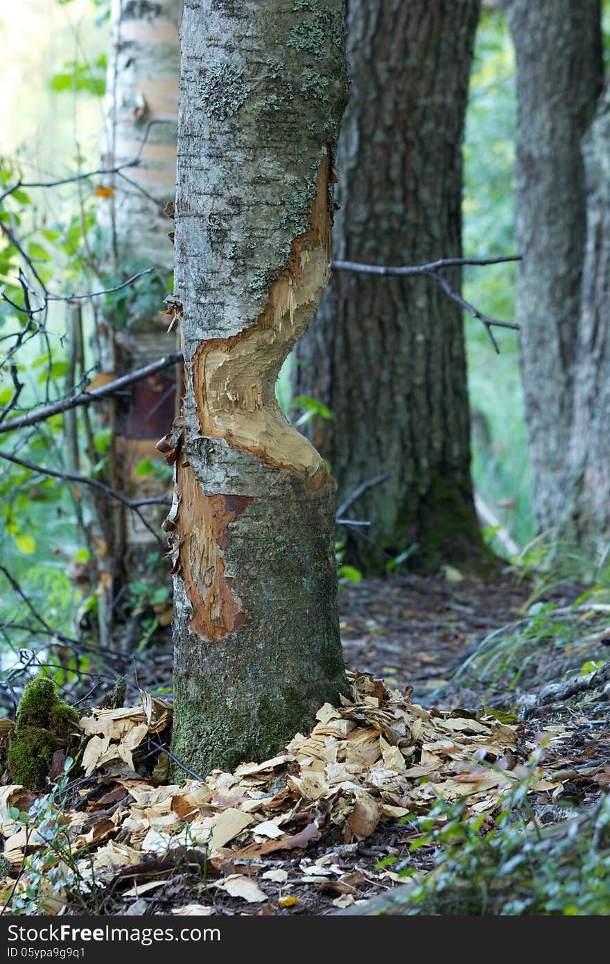 Aspen that nibbled Beavers summer. Aspen that nibbled Beavers summer