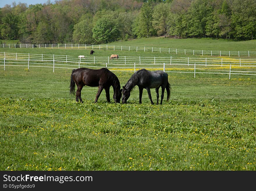 Two horses eating in a field.