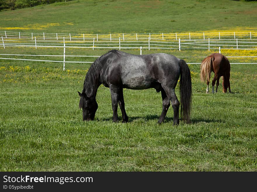 Two horses eating in a field.