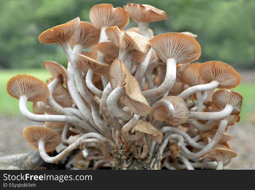 Close up of the mushroom family on a green background of nature. Close up of the mushroom family on a green background of nature