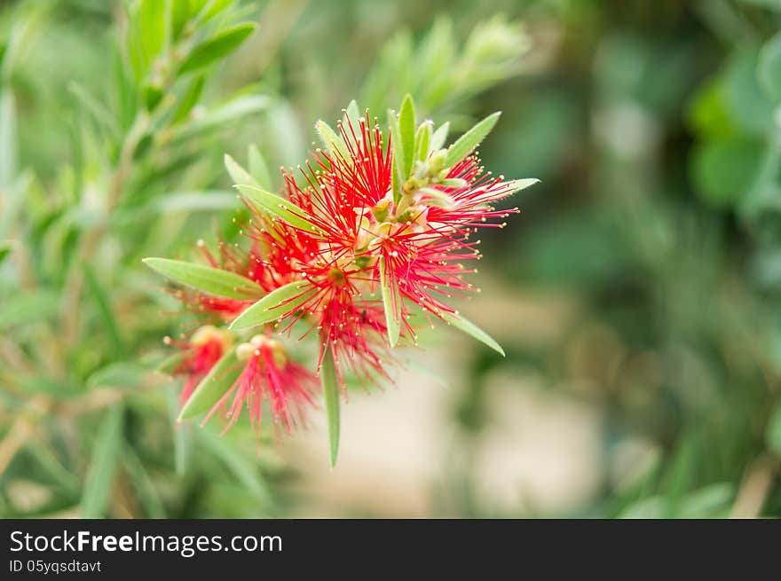 Bottle brush flower