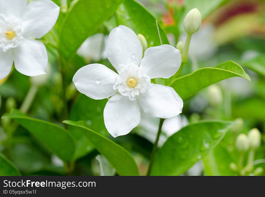 Wringhtia antidysenterica blooming in garden