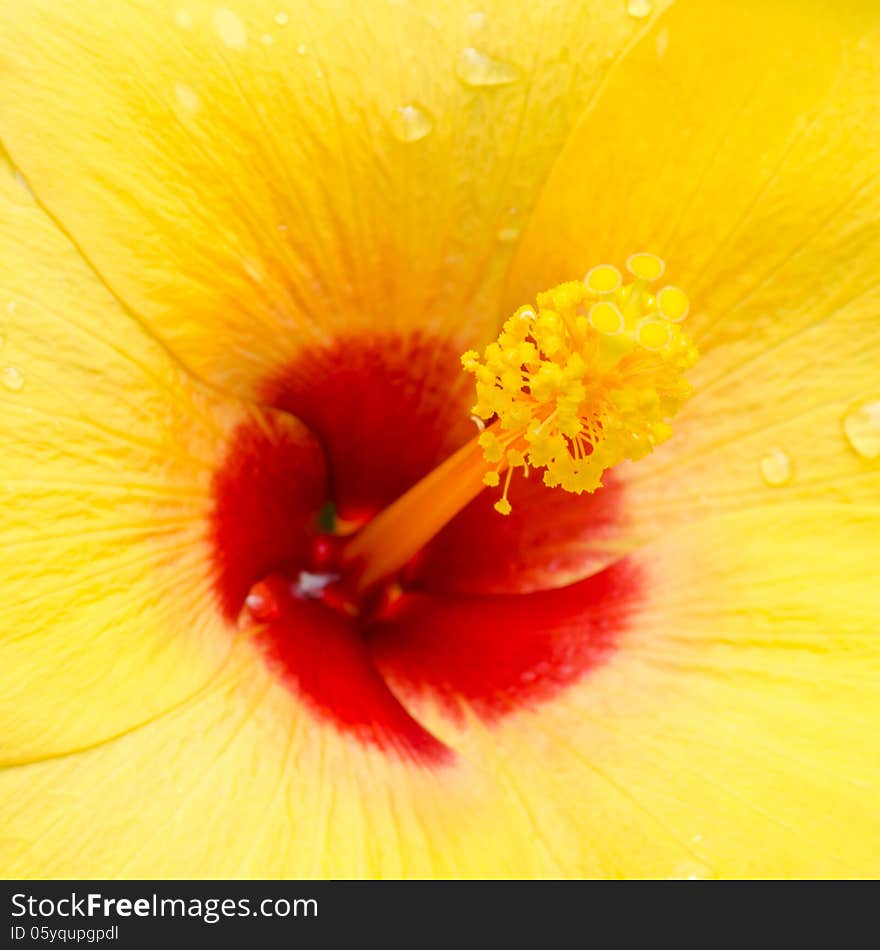 Close up of hibiscus flower blackground