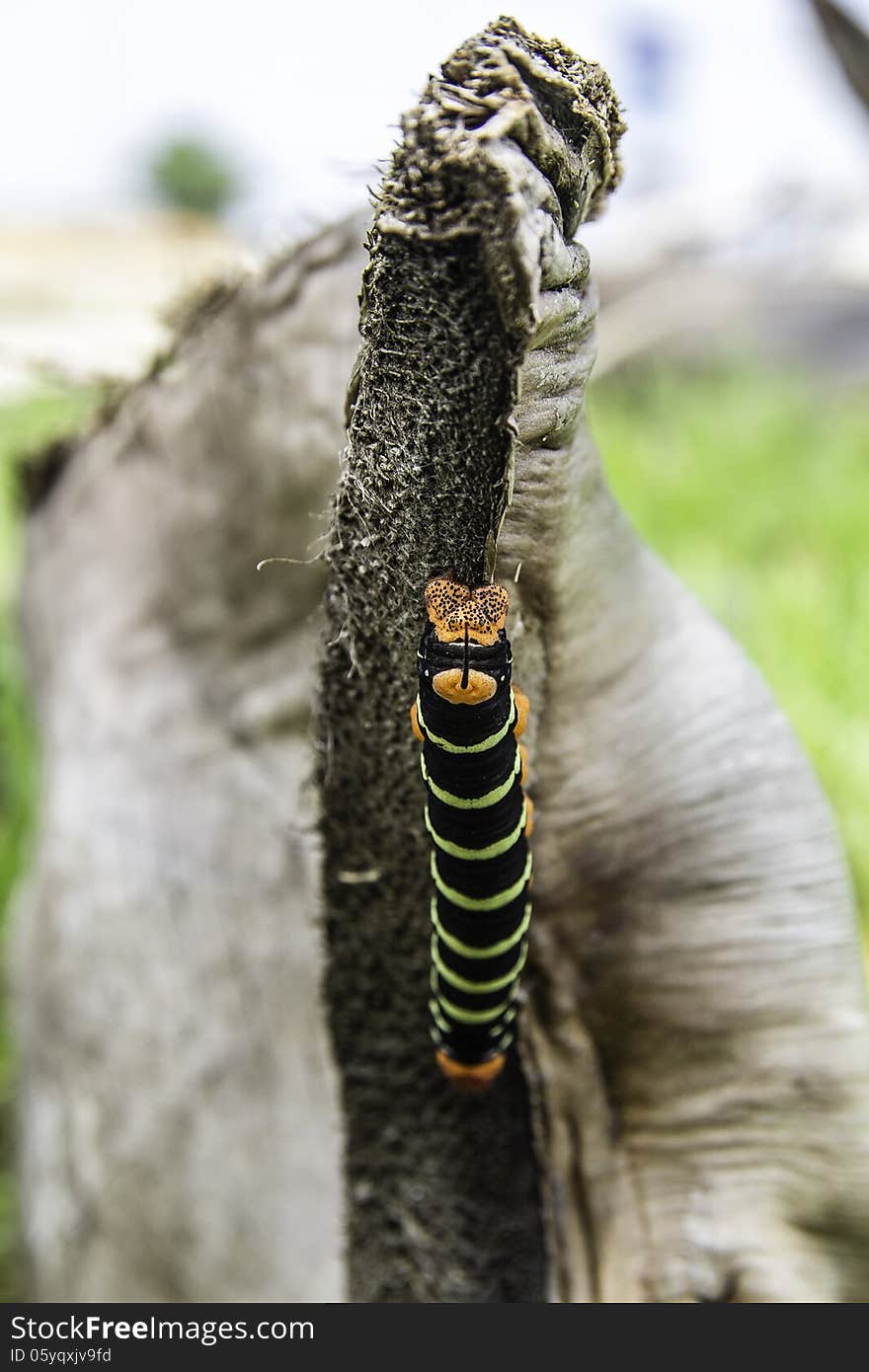 Caterpillar climbing on a trunk.