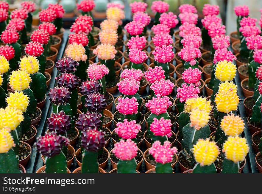 Various colorful cactus in pots