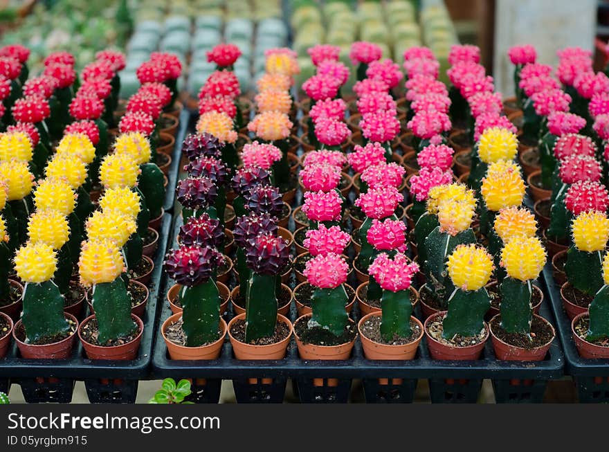 Various colorful cactus in pots