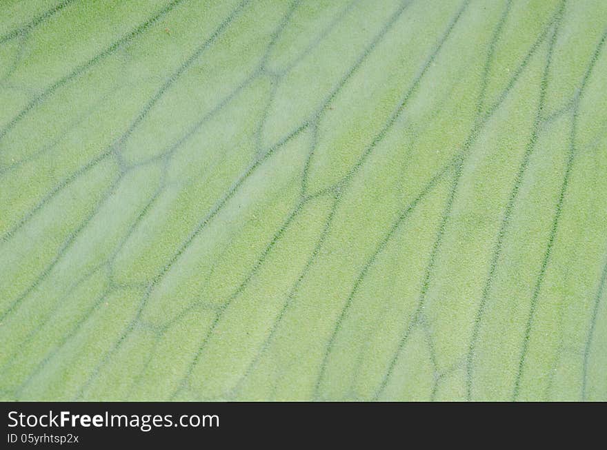 Staghorn fern laves