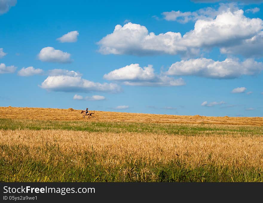 Horse on the harvested field