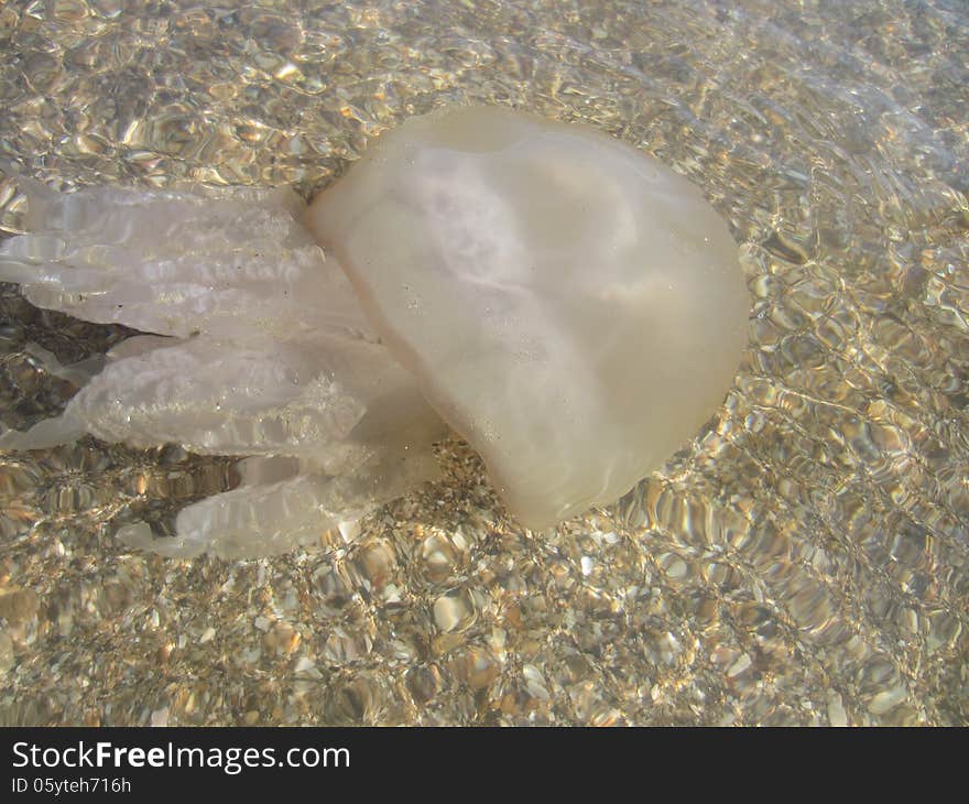 Large jellyfish with tentacles folded