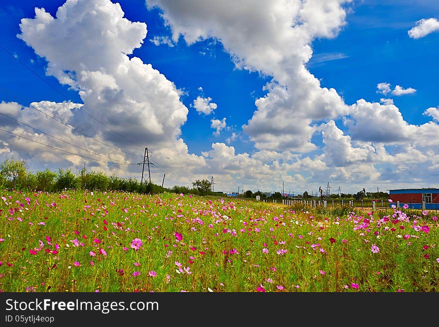 The calliopsis under white clouds