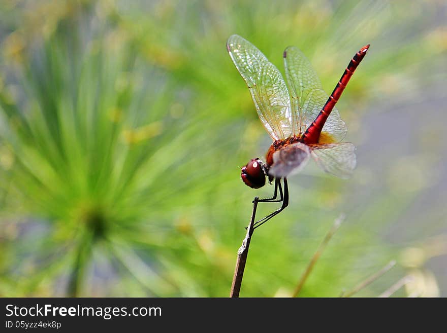 Dragonfly resting on a twig