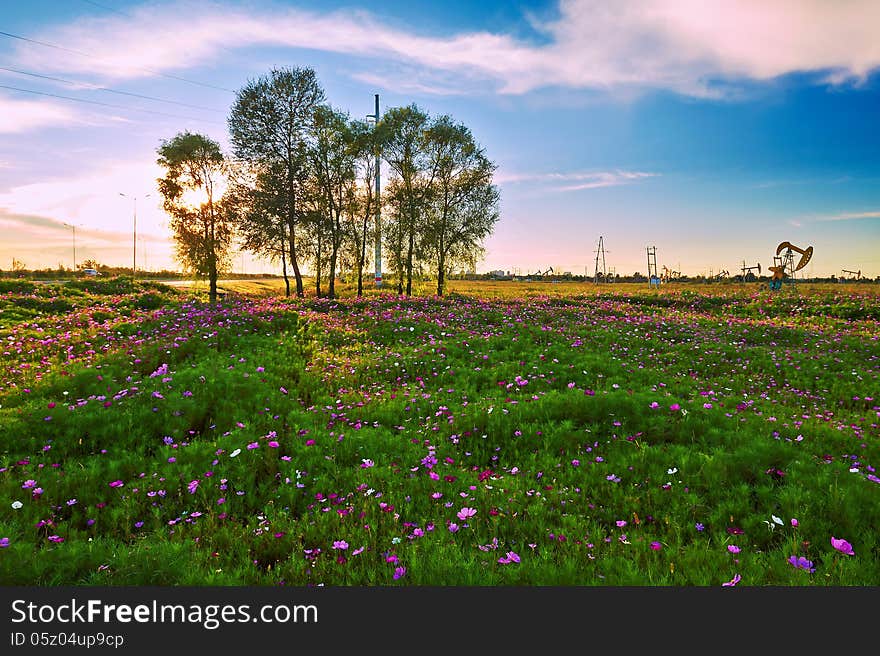 The beautiful oil field