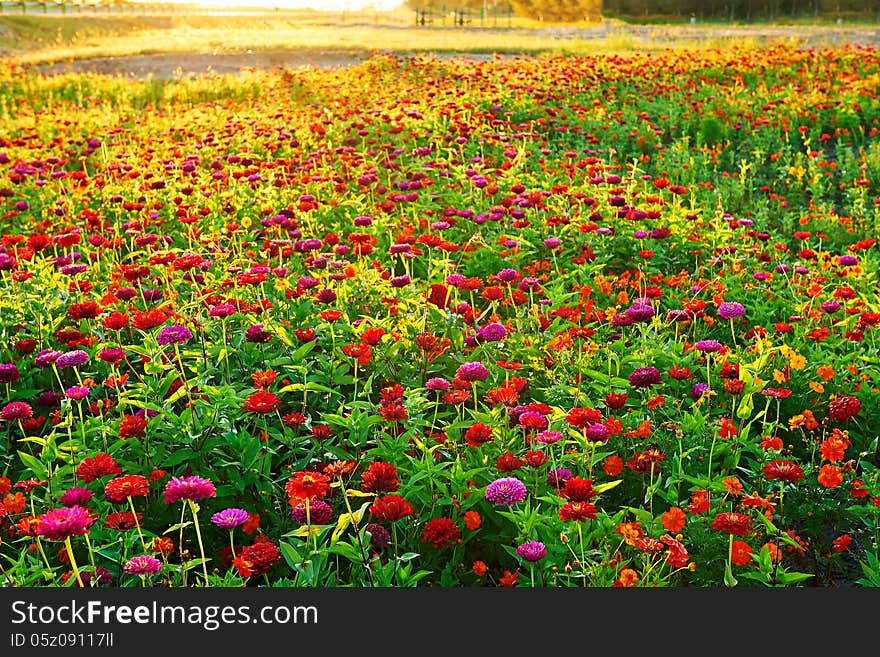 Flowers blooming like a piece of brocade