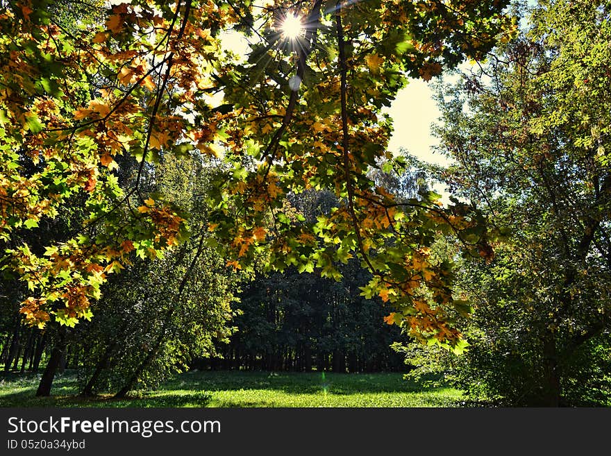 The rays of the sun through the leaves of a maple