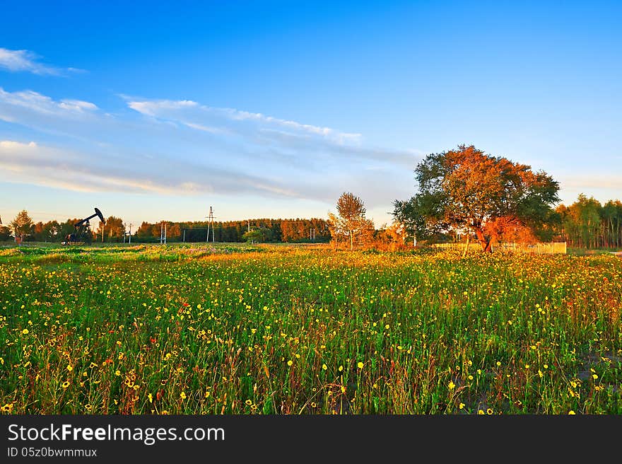 Grassland at dusk