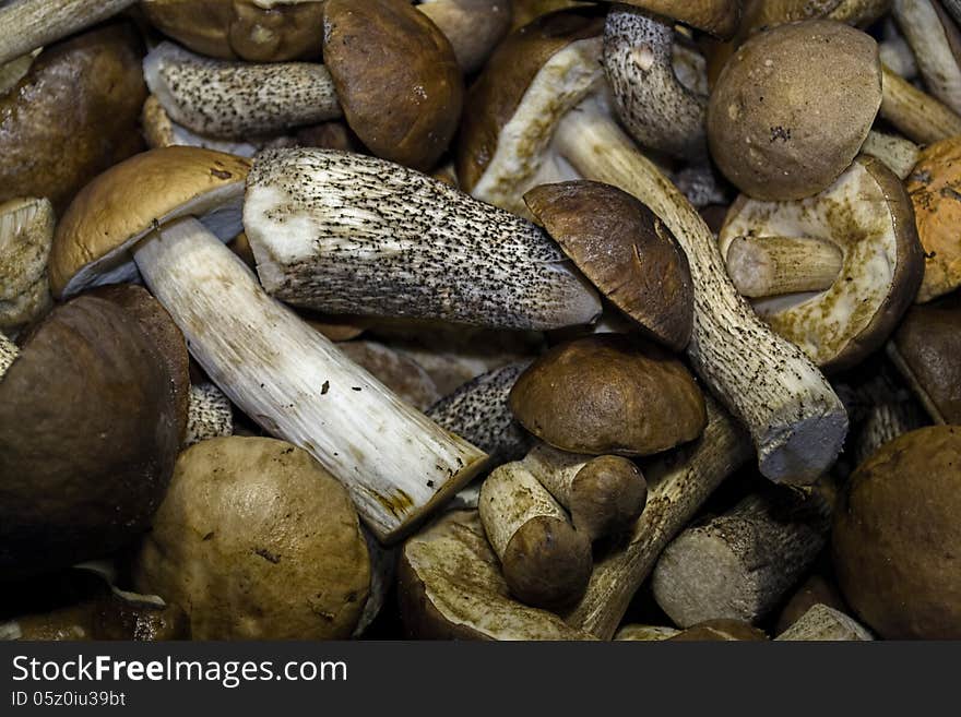 Lots Of Mushrooms In Different Sizes