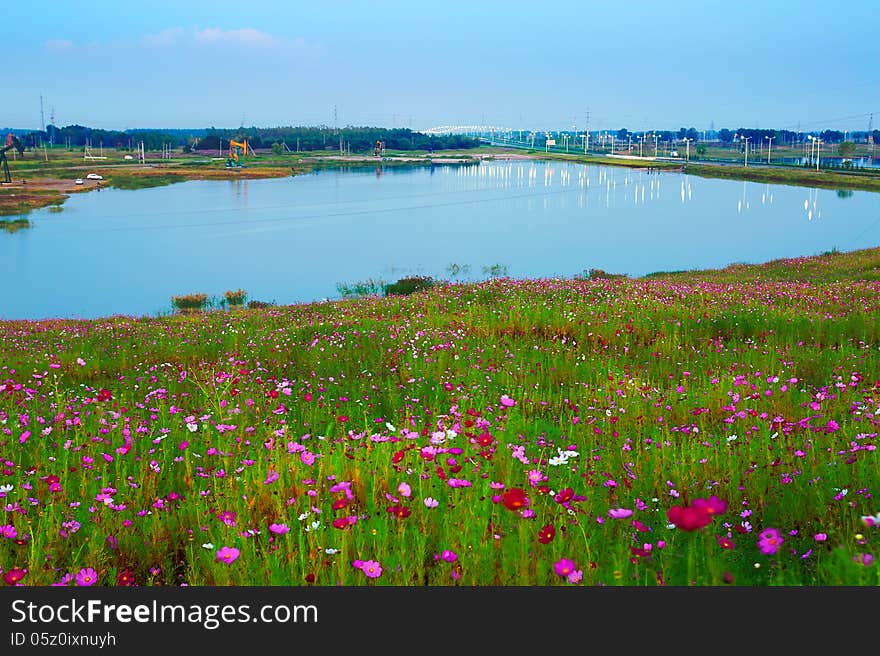 Flowers and lakewater