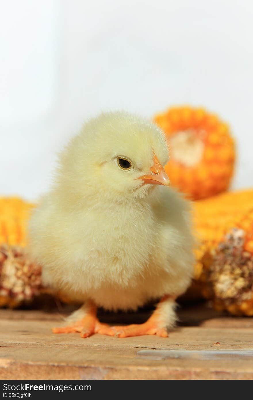 A little fluffy yellow chicken