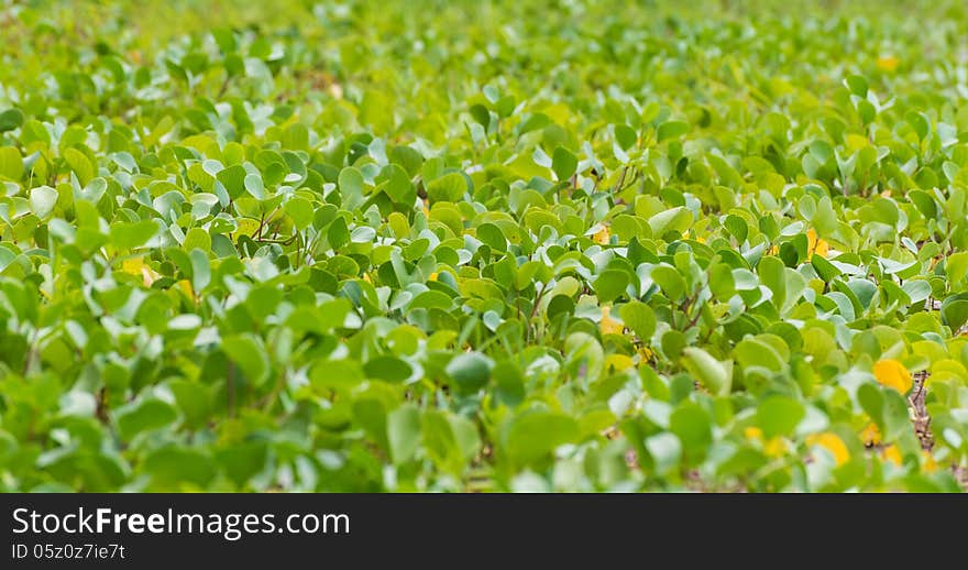 Ipomoea pes-caprae creeping plant