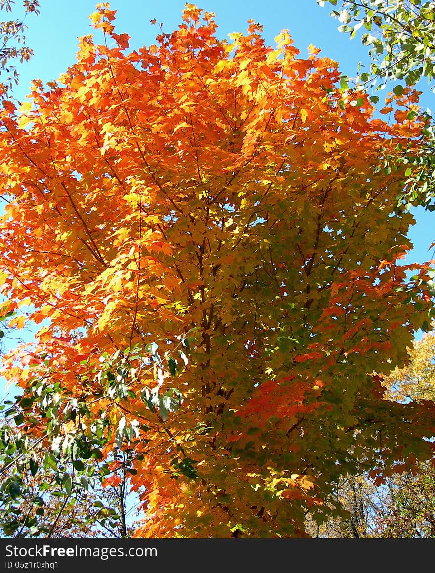 Trees in autumn with vibrant colored leaves against a blue September sky. Trees in autumn with vibrant colored leaves against a blue September sky