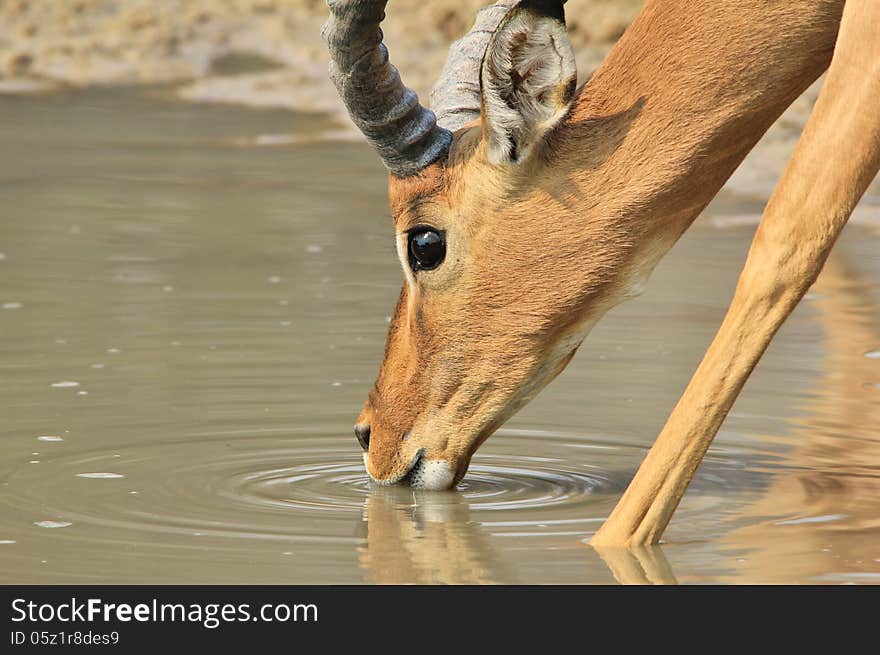 An Impala ram drinks water with ripples of color and motion showing. Photo taken in Namibia, Africa. An Impala ram drinks water with ripples of color and motion showing. Photo taken in Namibia, Africa.