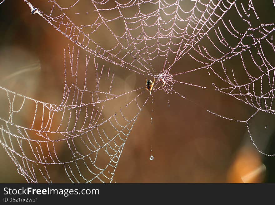 Spider web with drops of dew falling and the spider in the early morning. Spider web with drops of dew falling and the spider in the early morning