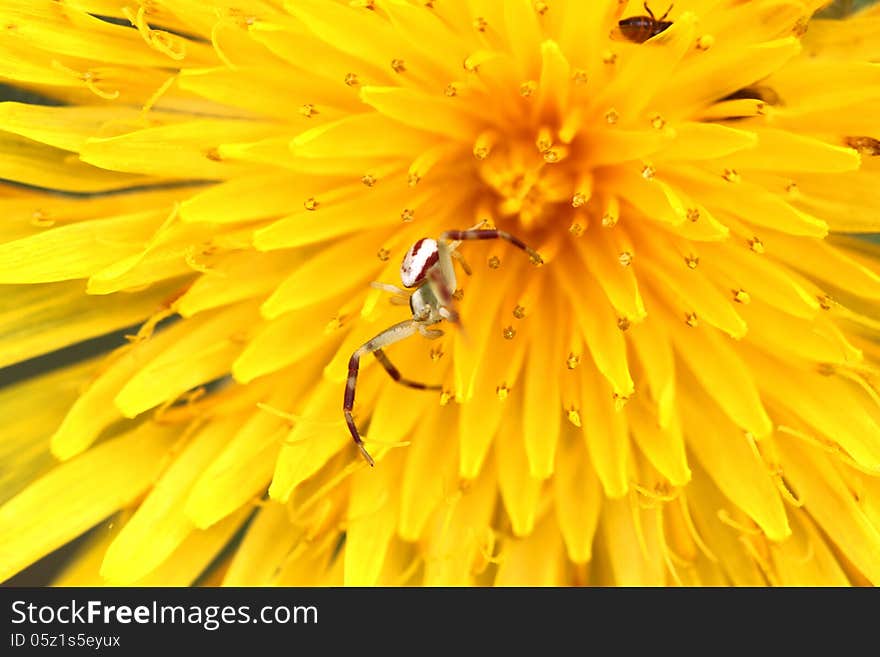 An enlarged view of a spider on a yellow dandelion. An enlarged view of a spider on a yellow dandelion