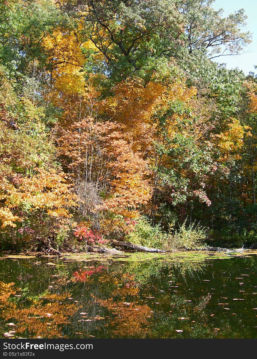 Trees reflected in a pond