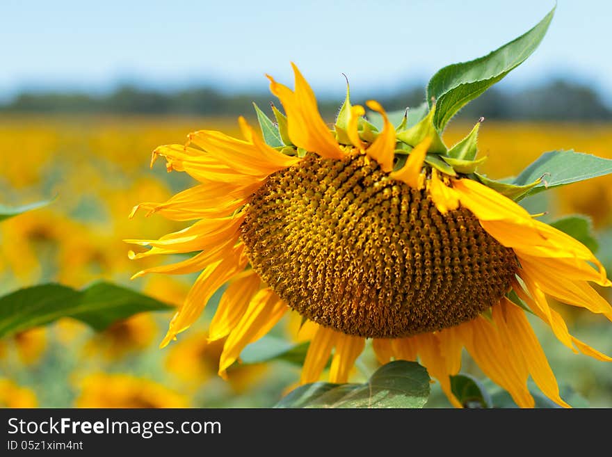 A sun flower in a field of flowers