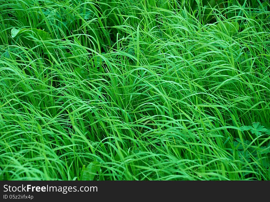 Green grass in spring as background. Green grass in spring as background