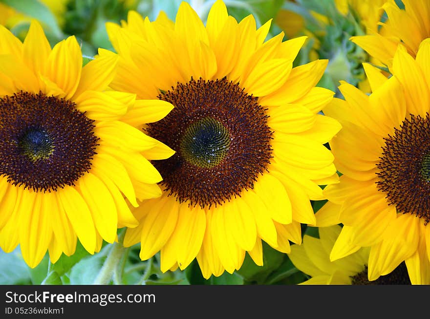 Beautiful yellow sunflowers