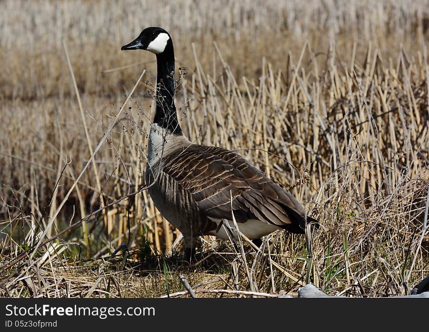 Canadian goose