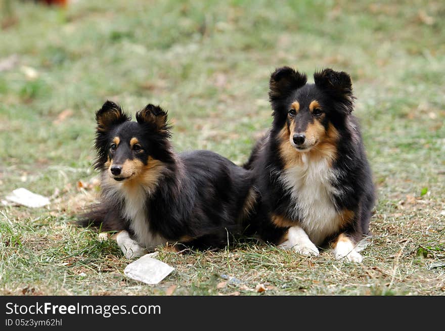 Two sheltie dogs are careful in grass