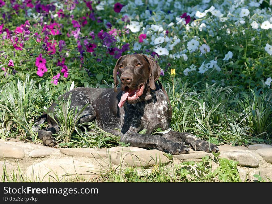 German shorthaired pointer sits in grass. German shorthaired pointer sits in grass