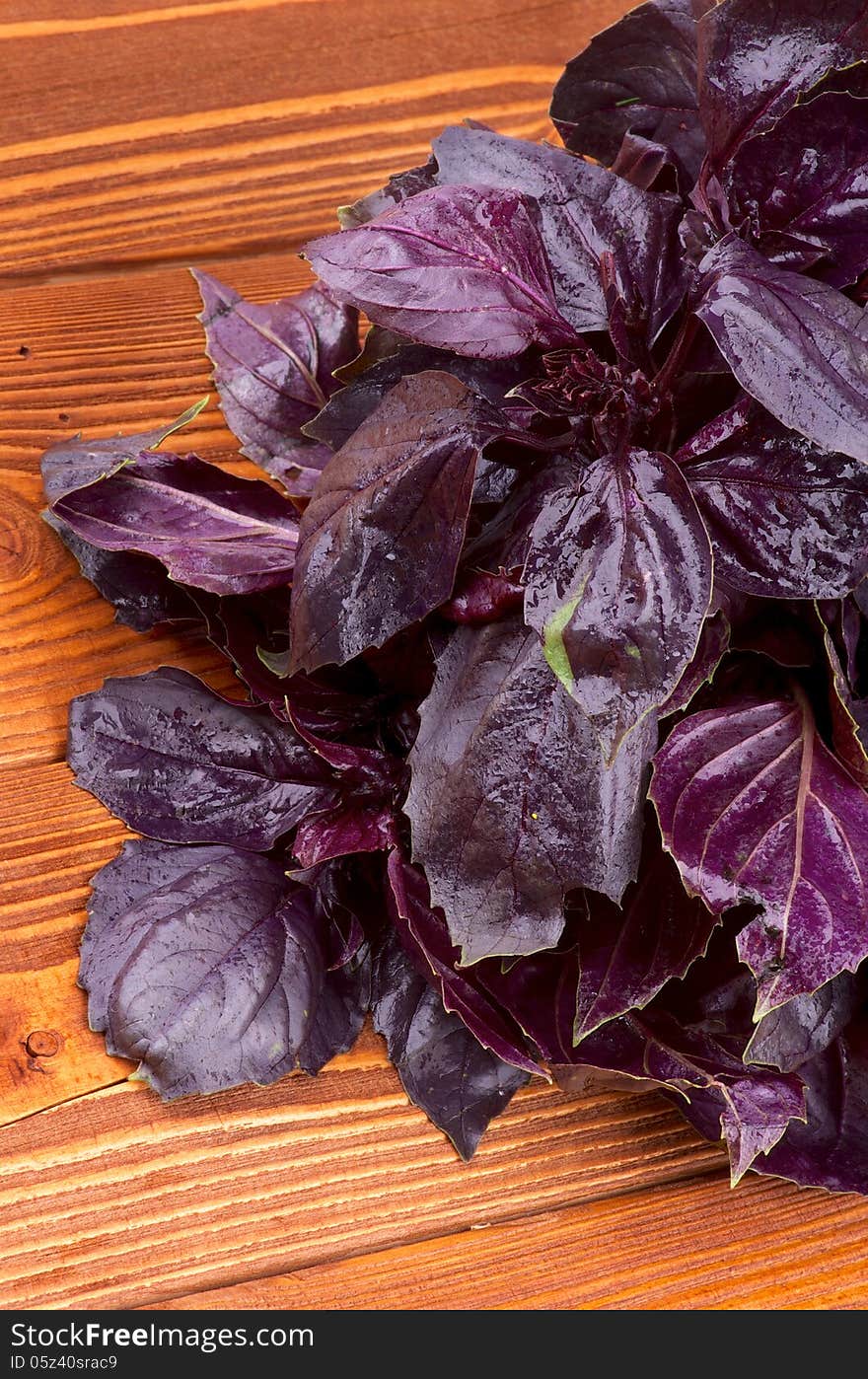 Bunch of Perfect Fresh Purple Basil Leaves closeup on Wooden Background