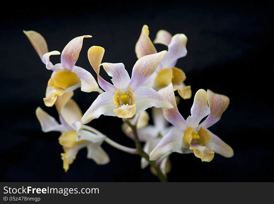 Blossoming orchid phalaenopsis, isolated on Black background