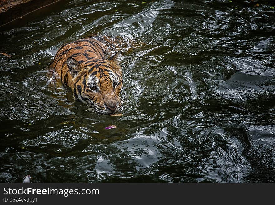 Tiger in the water pool. Tiger in the water pool