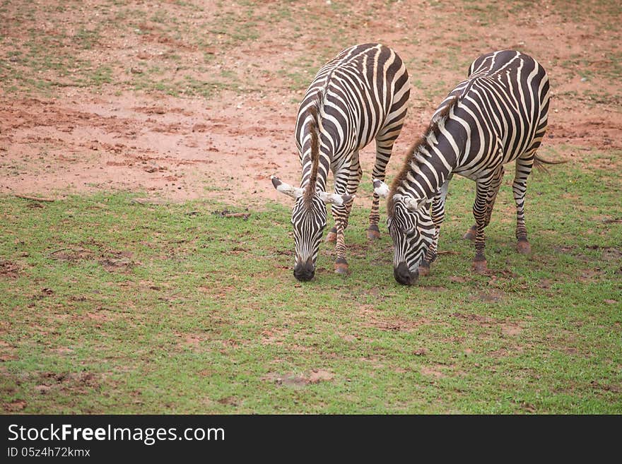 Two Zebras in the green field