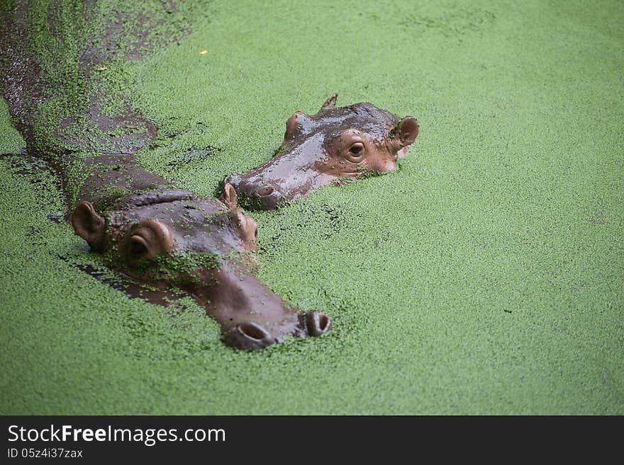 Two Hippo in the water