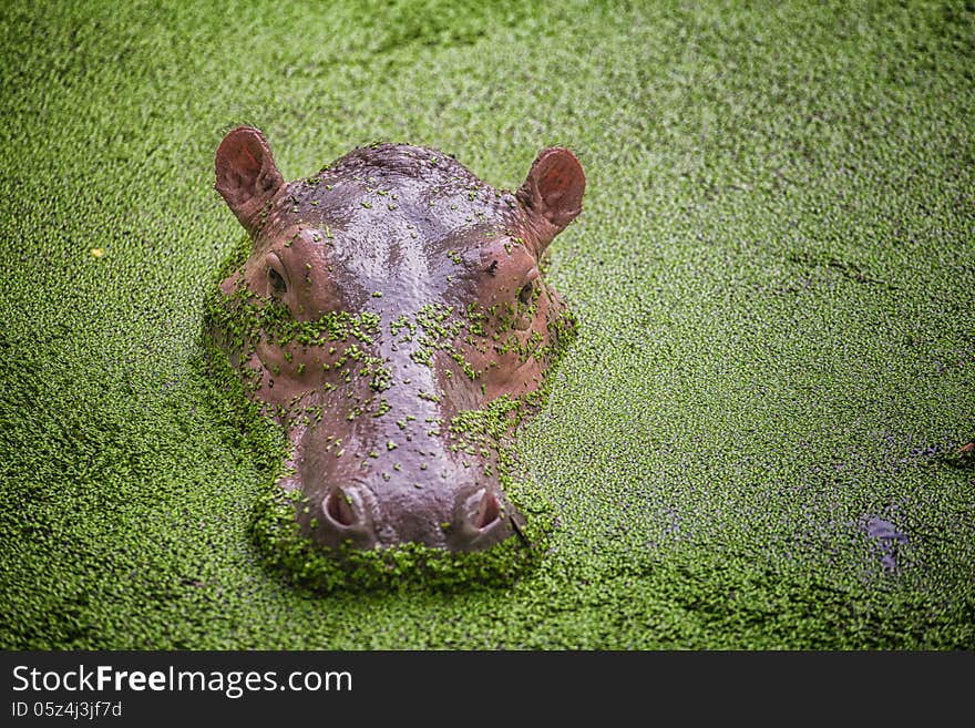 Hippo in the green water