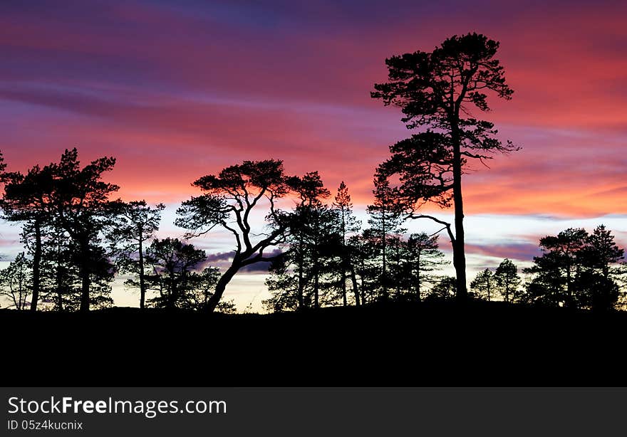 Pines in the sunset