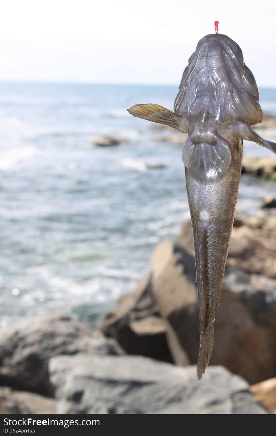 Fish caught in fishing rod. Gobiidae family, which includes gobius niger, is distinguished by abdominal fins along the length overgrown their rounded heads and puffy cheeks. Fish caught in fishing rod. Gobiidae family, which includes gobius niger, is distinguished by abdominal fins along the length overgrown their rounded heads and puffy cheeks.