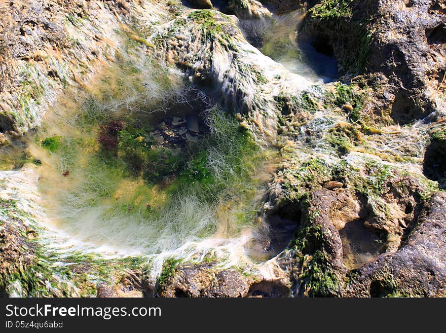 Algae on the seaside in black sea