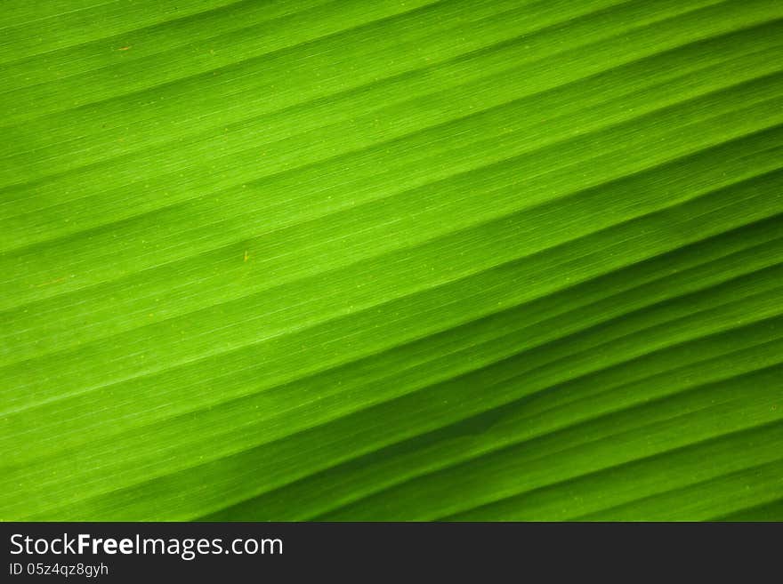 Green banana leaf horizontal texture transparent background